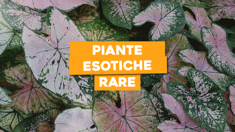 Piante Esotiche Rare: Bellezza Fuori dall'Ordinario nel Tuo Giardino