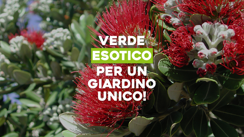Piante Esotiche da Esterno: Un Tocco di Lontano nel Tuo Giardino