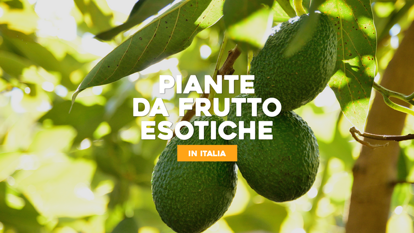 Piante Esotiche da Frutto in Italia: Gusti Esotici Coltivati in Casa ...