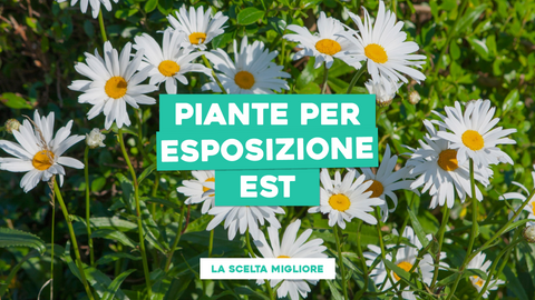 Piante Esposizione Est: Trova la migliore posizione per le tue piante