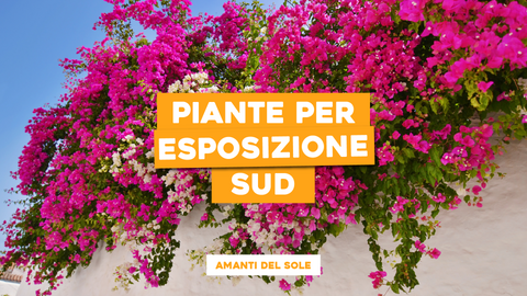Piante Esposizione Sud: Guida alle Specie Amanti del Sole