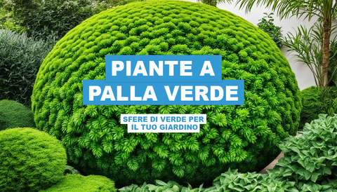 Piante a Palla Verde: Sfere di Verde per il Tuo Giardino