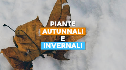 Piante autunnali e invernali: Bellezza che Resiste alle Stagioni