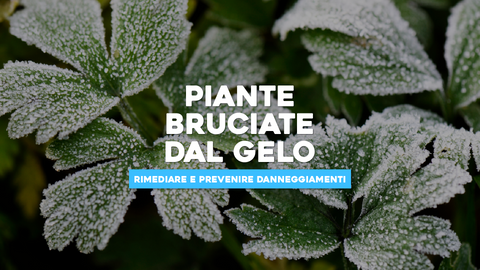 Piante bruciate dal gelo cosa fare: Come Rimediare e Prevenire Danneggiamenti