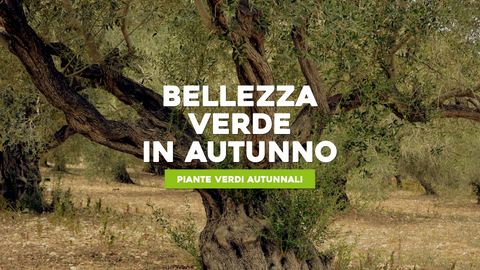 Piante che Perdono le Foglie: Adatta il Tuo Giardino alle Stagioni