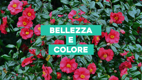 Piante con Fiori Bellissimi: Aggiungi Bellezza e Colore al Tuo Spazio Verde