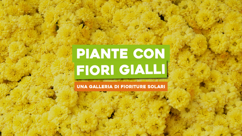 Piante con Fiori Gialli Foto: Una Galleria di Fioriture Solari