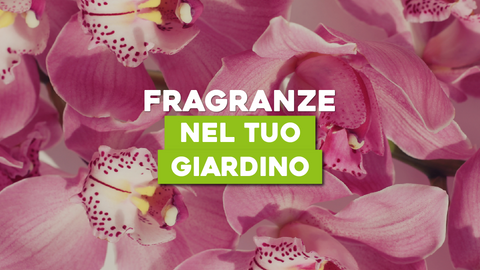Piante con Fiori Profumati: Aggiungi un Tocco di Fragranza al Tuo Giardino