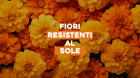 Piante con Fiori Resistenti al Sole: Bellezza che Sfida le Giornate Calde