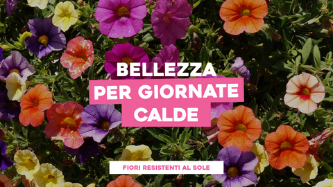 Piante con Fiori Resistenti: Fioriture Che Affrontano Con Sicurezza il Sole