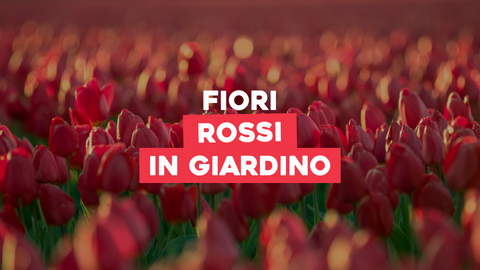 Piante con Fiori Rossi: Intensità e Passione nei Fiori Rossi del Tuo Giardino