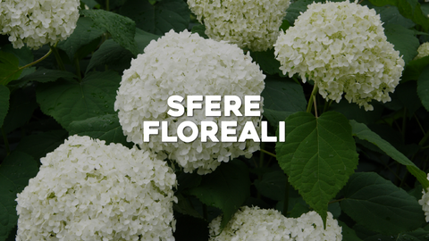 Piante con Fiori a Palla: Sfere Floreali per un Giardino da Sogno