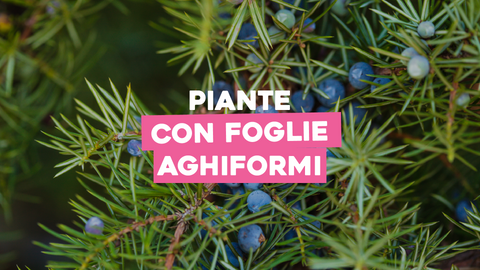 Piante con Foglie Aghiformi: Bellezza e Adattabilità nel Mondo Vegetale