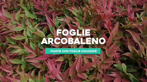 Piante con Foglie Colorate: Un Arcobaleno di Foliage nel Tuo Giardino