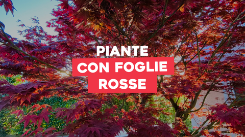 Piante con Foglie Rosse: Il Fascino del Rosso nella Natura