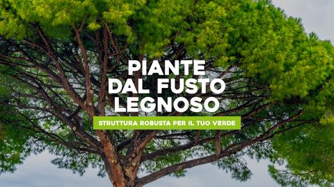 Piante con Fusto Legnoso: Struttura Robusta per il Tuo VerdePiante con Fusto Legnoso: Struttura Robusta per il Tuo Verde