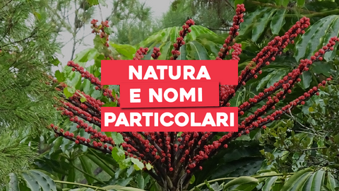Piante con Nomi Strani: Esplora la Natura con Nomi Unici