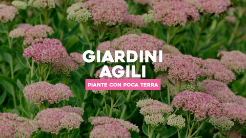 Piante con Poca Terra: Semplicità di Coltivazione per Giardini Agili