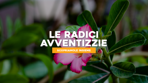 Piante con Radici Avventizie: Alla Scoperta delle Radici Eclettiche