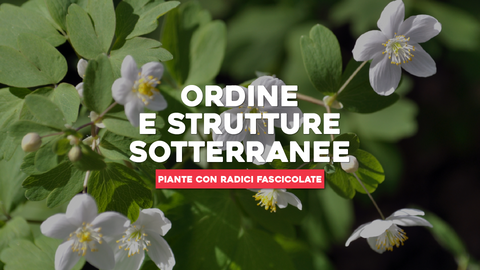 Piante con Radici Fascicolate: Ordine e Struttura Sotterranea