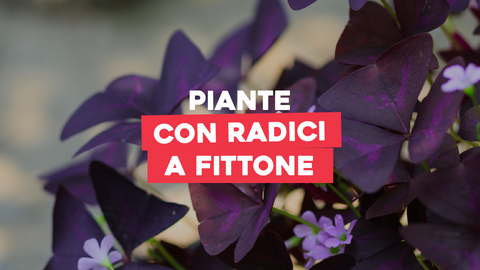 Piante con Radici a Fittone: Stabilità e Resistenza Radicale