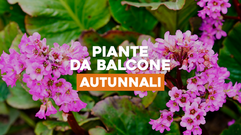 Piante Annuali Perenni: Soluzioni che Uniscono il Meglio di Entrambi