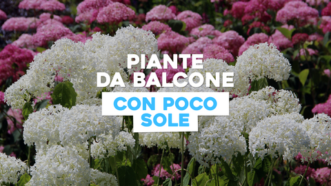 Piante da Balcone con Poco Sole: Soluzioni Verdi per Spazi Ombrosi