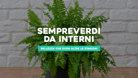 Piante da Interno Sempreverdi: Bellezza Che Dura Oltre le Stagioni