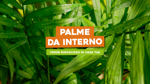 Piante da Interno Tipo Palma: Verde Rigoglioso in Casa Tua