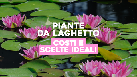 Piante da Laghetto Prezzi: Creazione di un Rifugio Acquatico Unico