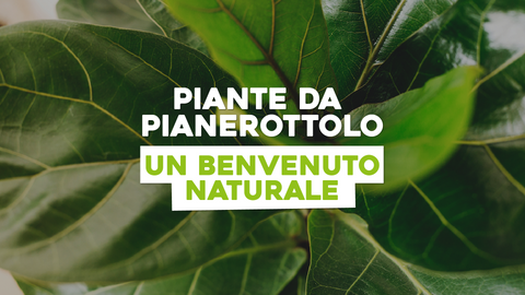 Piante da Mettere sul Pianerottolo: Dettagli Verdi che Accolgono