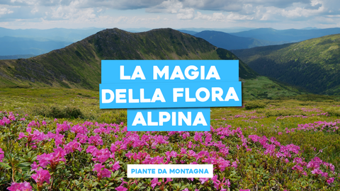 Piante da Montagna: Scopri la Bellezza della Flora Alpina