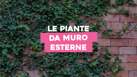 Piante da Muro Esterno: Verde Verticale per uno Spazio Affascinante