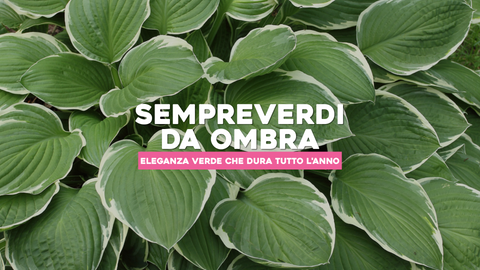 Piante da Ombra Sempreverdi: Eleganza Verde che Dura tutto l'Anno