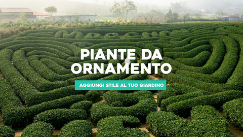 Piante da Ornamento: Aggiungi Stile al Tuo Giardino