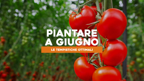 Piante da Piantare a Giugno: Tempistiche Ottimali per la Piantumazione Estiva