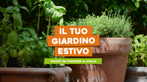 Piante da Piantare a Luglio: Coltiva il Tuo Giardino Estivo