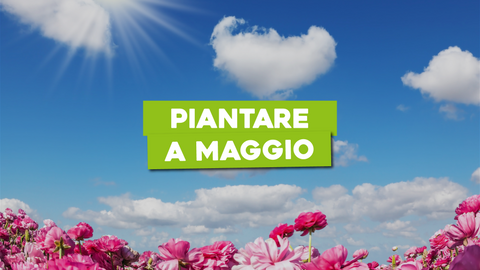 Piante da Piantare a Maggio: Pianifica la Tua Primavera Verde