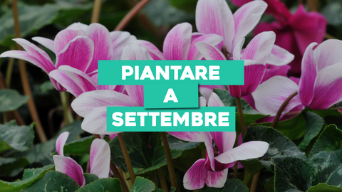 Piante da Piantare a Settembre: Prepara il Terreno per l'Autunno