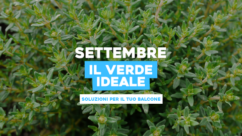 Piante da Piantare a Settembre sul Balcone: Verde Urbano a Portata di Mano