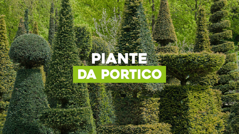Piante da Portico: Verde Accogliente per uno Spazio Coperto