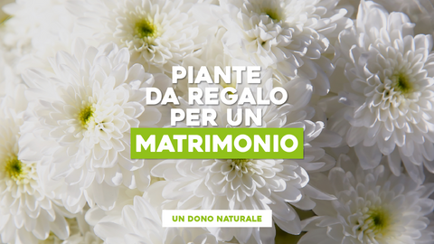 Piante da Regalare agli Sposi: Regali Duraturi per una Vita Insieme