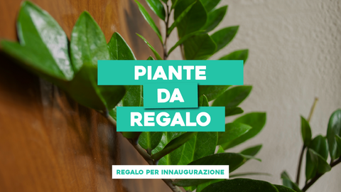 Piante da Regalare per Inaugurazione: Benvenuto con un Tocco Naturale