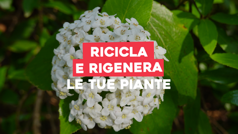 Piante da Ricoltivare: Ricicla e Rigenera la Tua Collezione