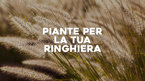 Piante da Ringhiera: Verde che Conquista Ogni Balcone