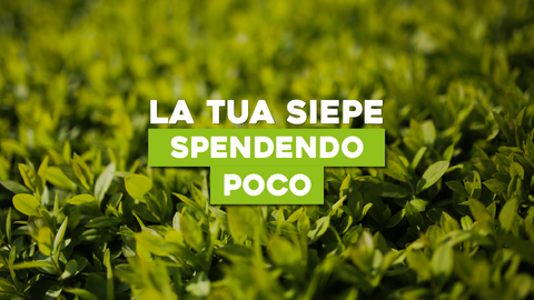 Piante da Siepe Economiche: Bellezza senza Spendere una Fortuna