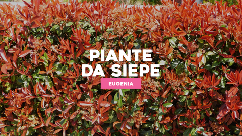Piante da Siepe Eugenia: Verde Rigoglioso e Facile da Coltivare