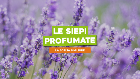 Piante da Siepe Profumate: Un Confine che Delizia i Sensi