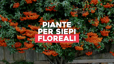 Piante da Siepe con Fiori: Colori che Delimitano con Eleganza