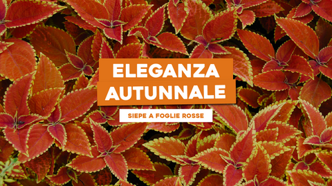 Piante da Siepe con Foglie Rosse: Eleganza Autunnale nel Tuo Giardino